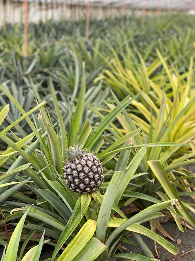 Lugar Plantação de Ananás dos Açores