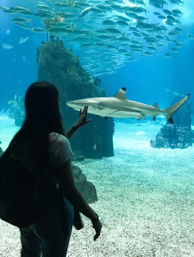 Place Oceanario de Lisboa