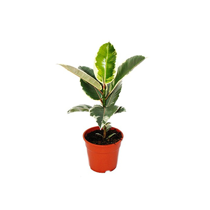Social Árbol de goma de colores blanco de Ficus elástica"Tineke" – Maceta de