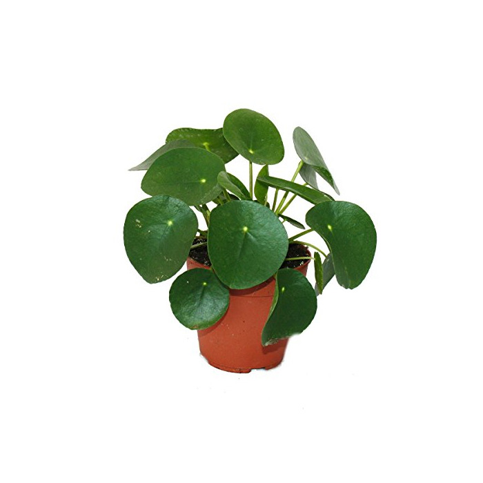 Social Pilea Peperomioides