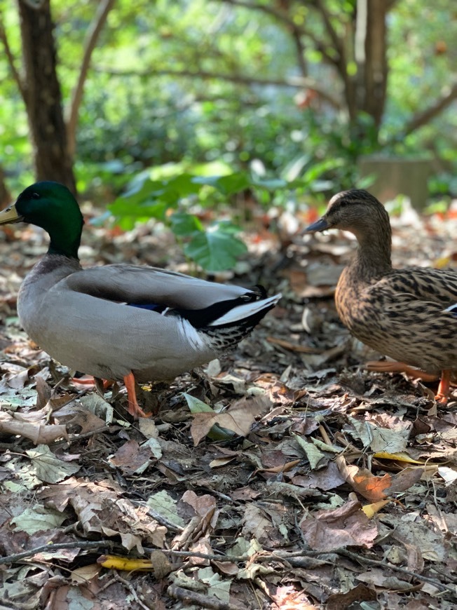 Lugar Gulbenkian 