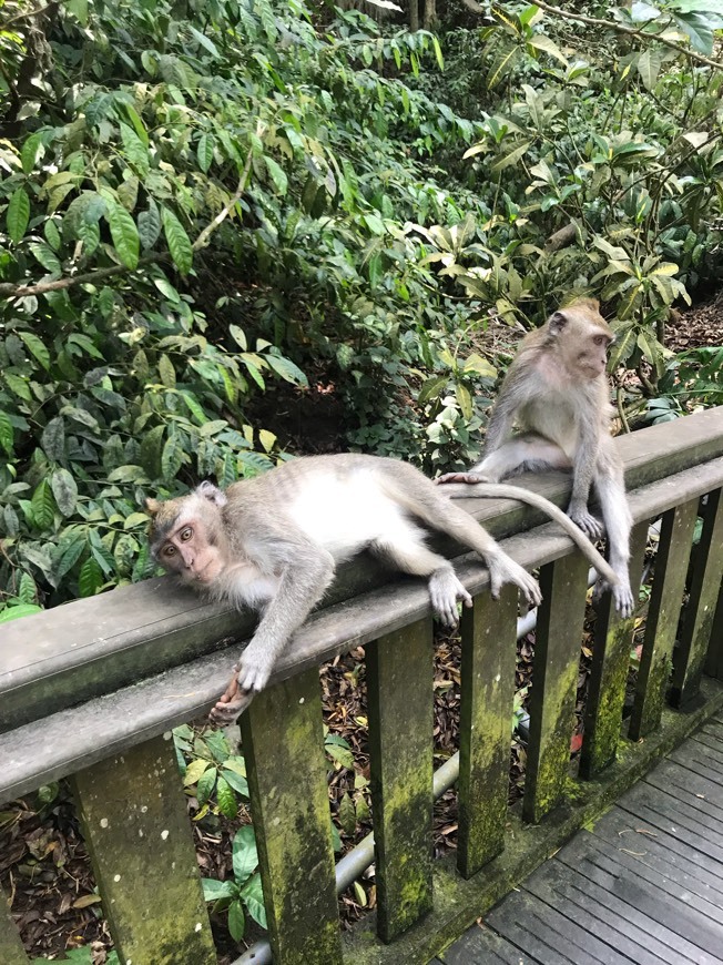 Place Sacred Monkey Forest Sanctuary