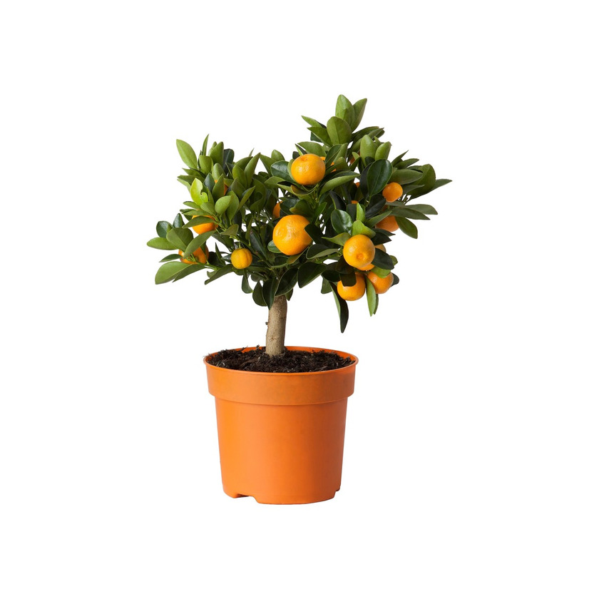 Productos Calamondin