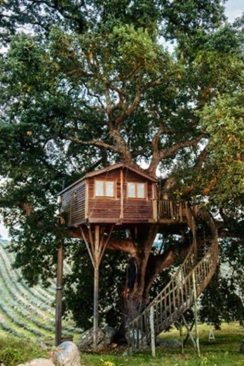 Tree house 