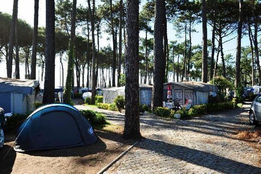 Camping Árvore