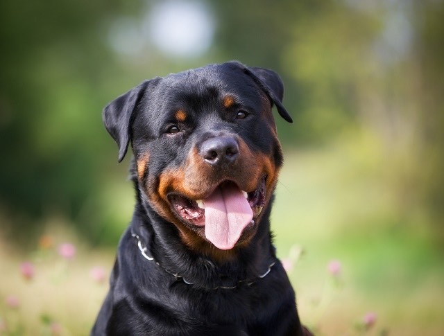 Moda Rottweiler