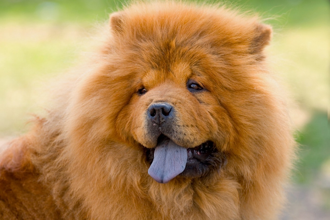 Fashion Chow chow 