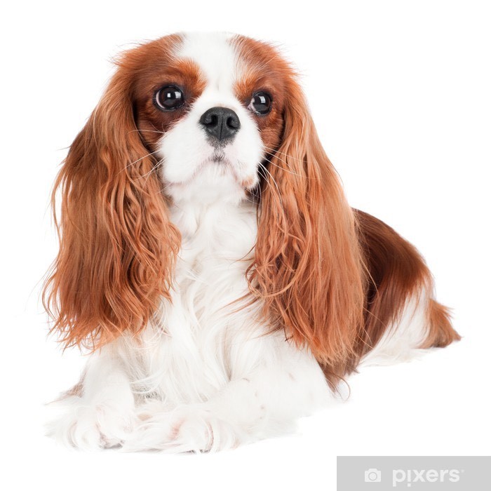 Moda Cavalier King Charles 