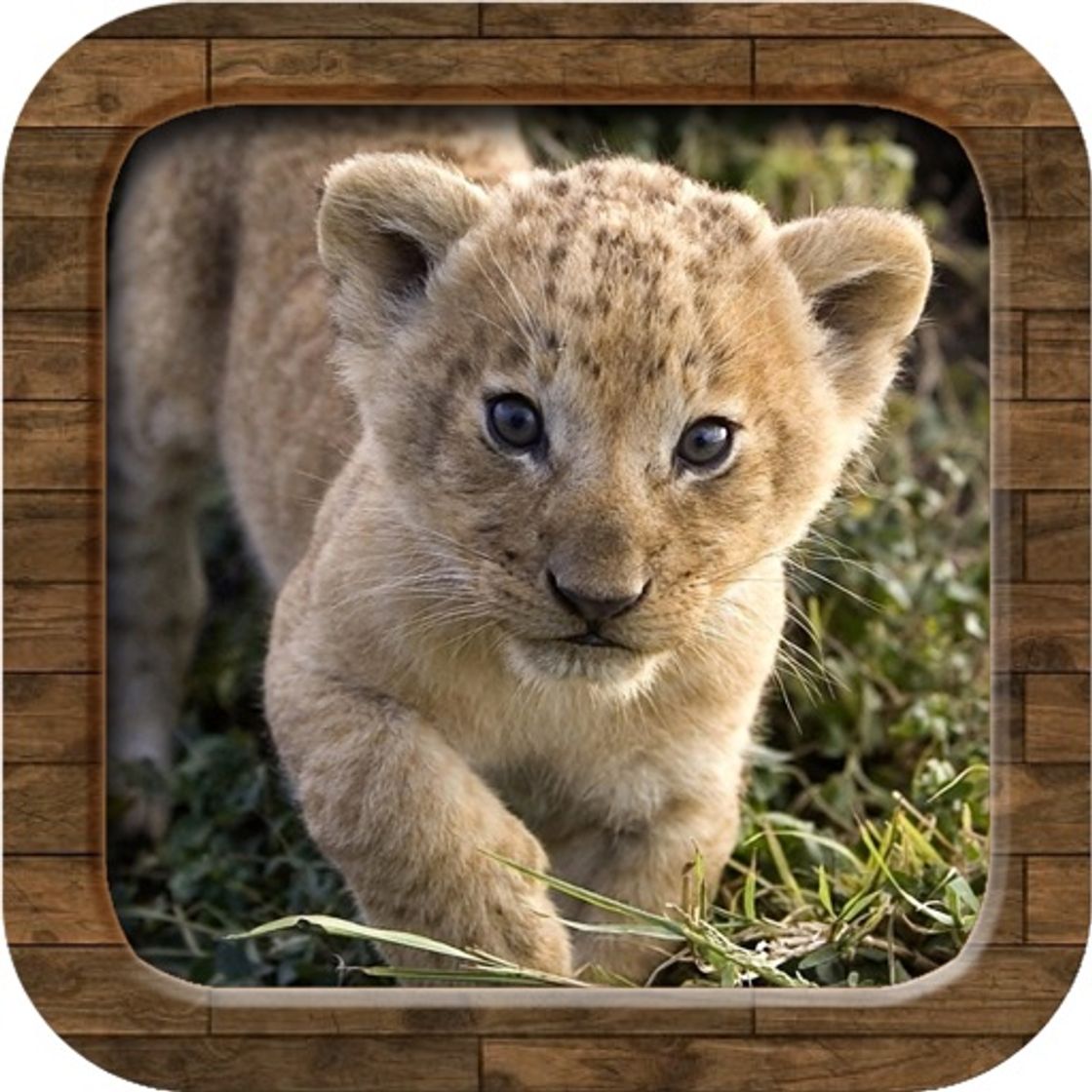 Apps Animal Sounds.!