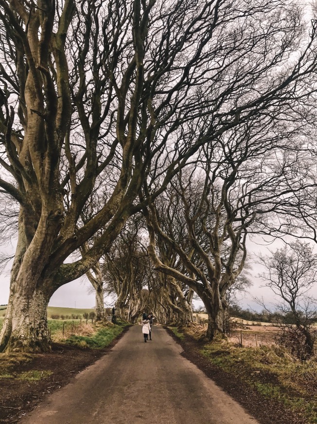 Place The Dark Hedges