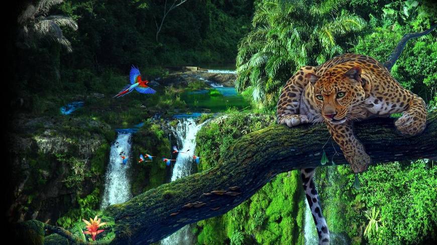 Lugar Amazonia