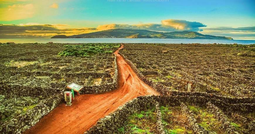 Lugar Paisagem da Cultura da Vinha da Ilha do Pico