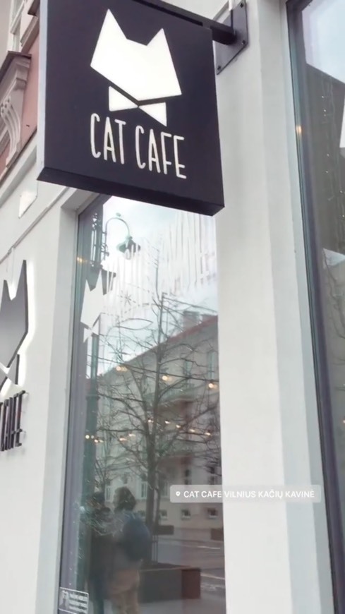 Cat Cafe