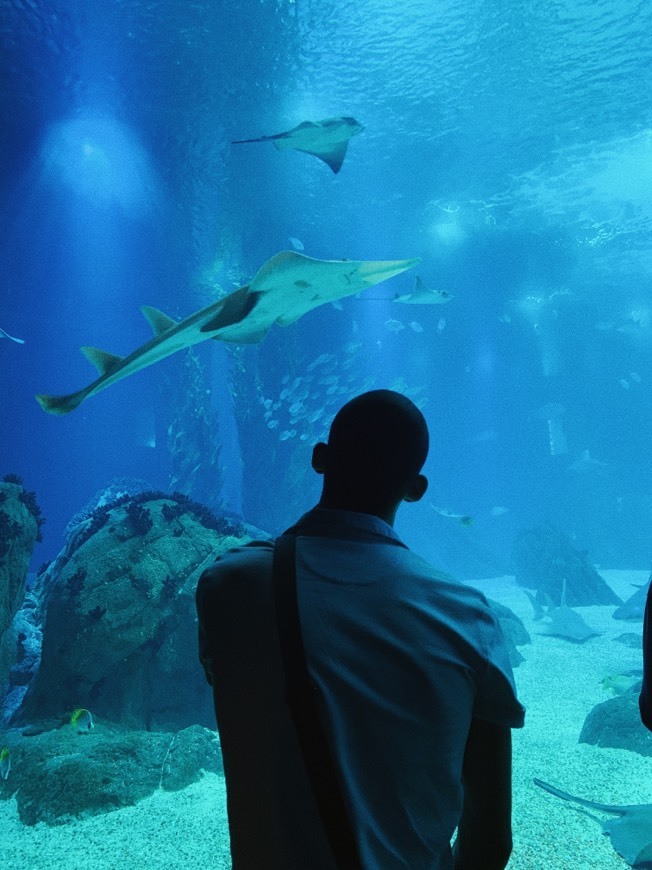 Place Oceanario de Lisboa