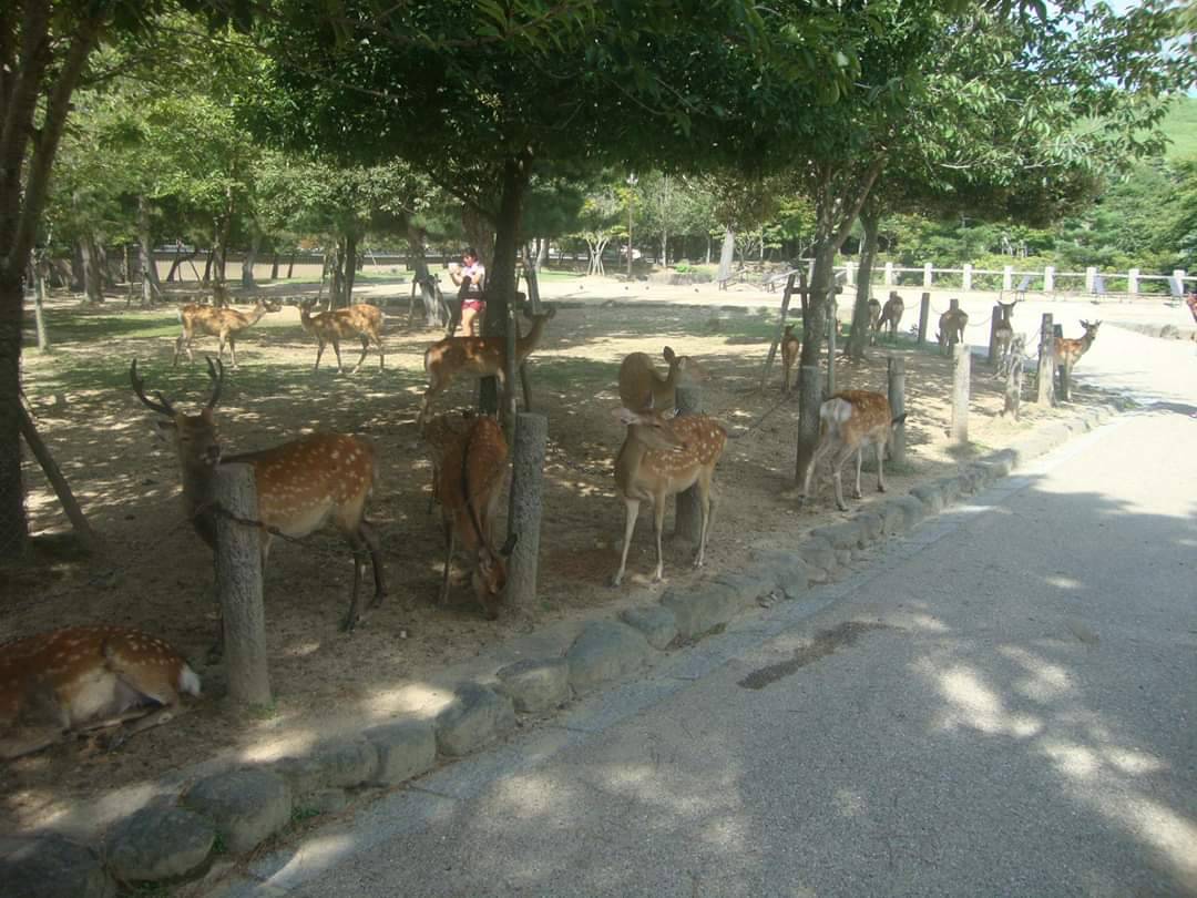 Lugar Nara Park