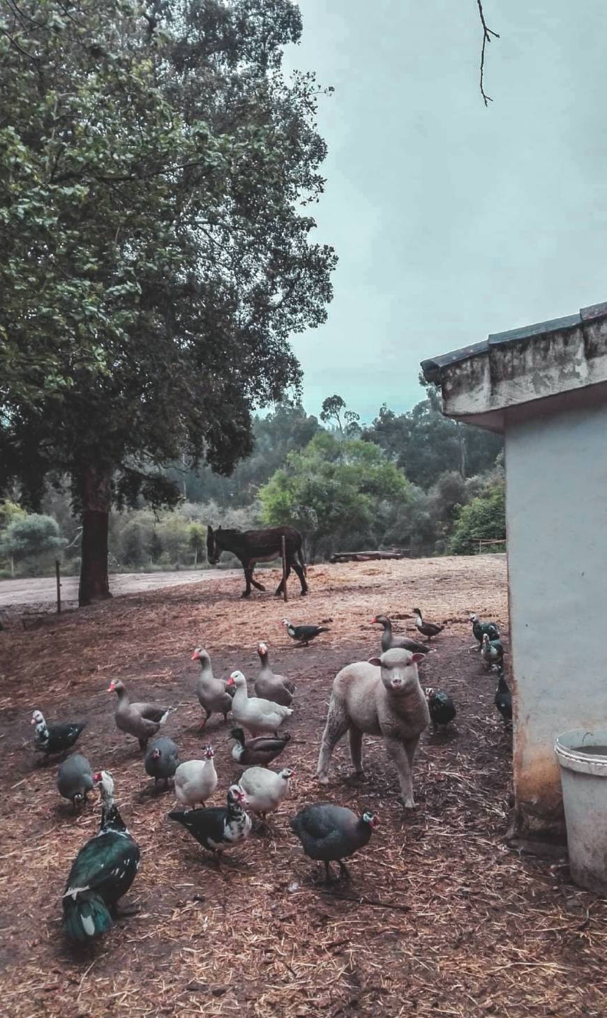 Lugar Quinta da Samoqueirinha