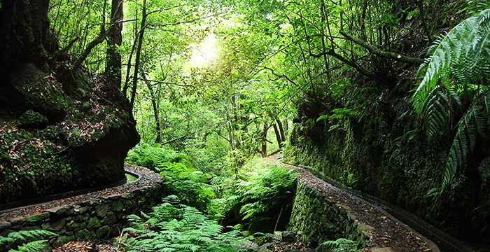 Place PR14 Levada dos Cedros