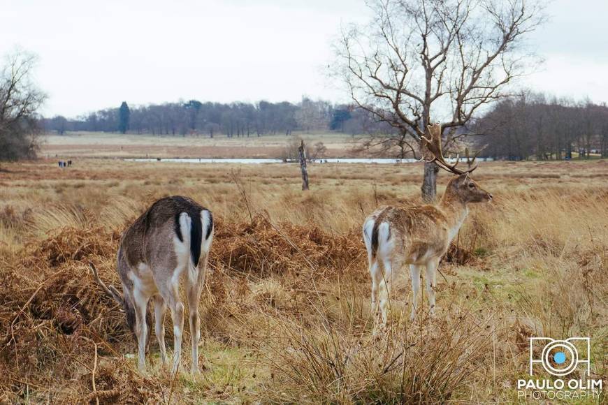 Place Richmond Park