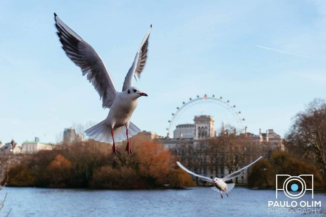 Place St. James's Park