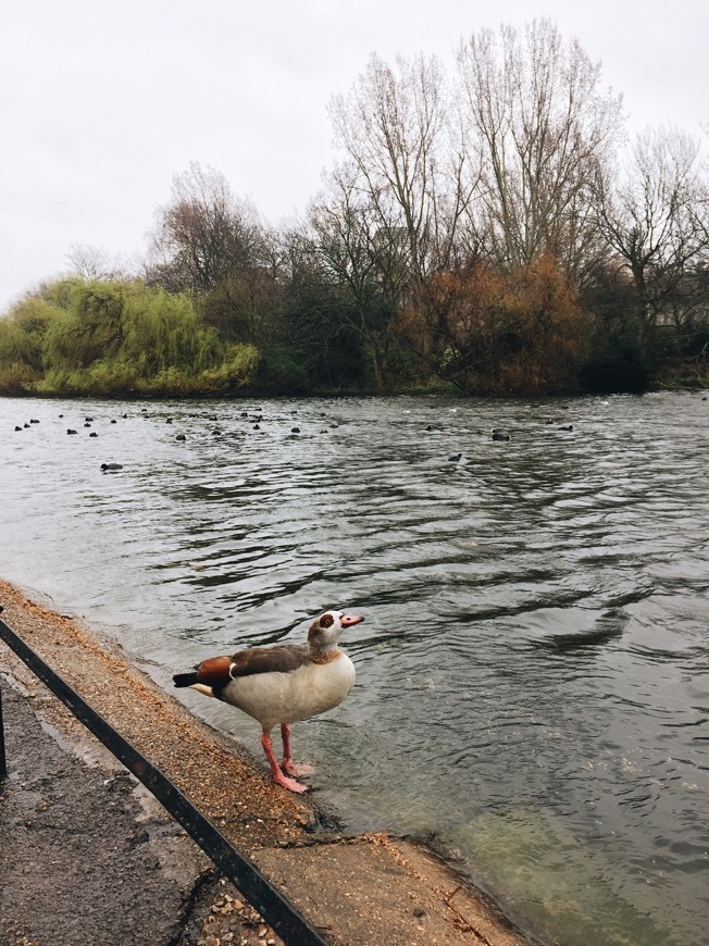 Lugar St. James's Park