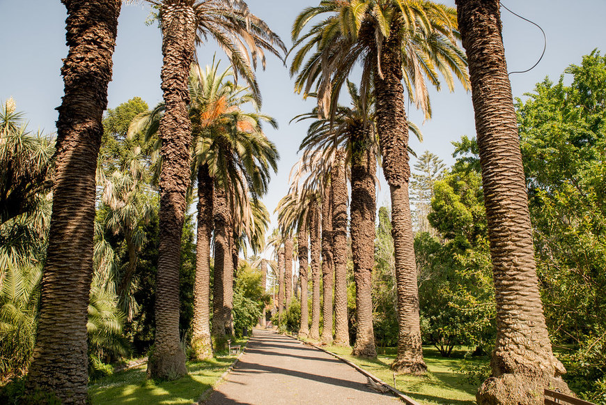 Lugar Tropical Botanical Garden