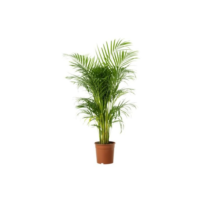 Products IKEA Chrysalidocarpus LUTESCENS - Planta en maceta