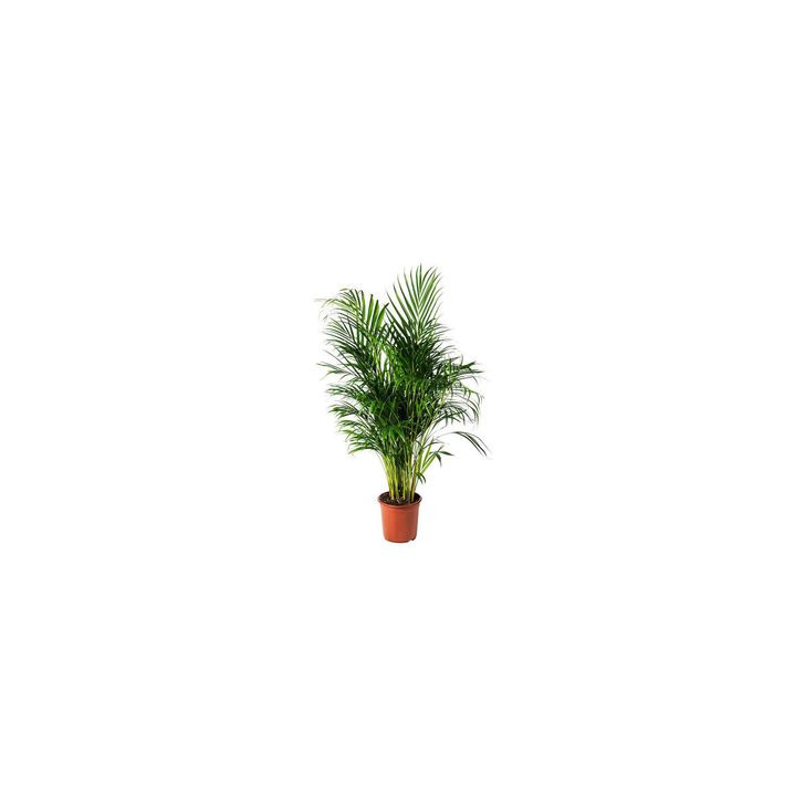 Product Areca Plant