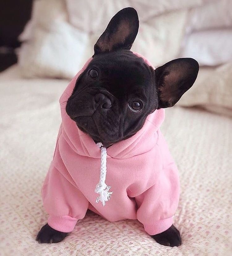 Fashion 🐶