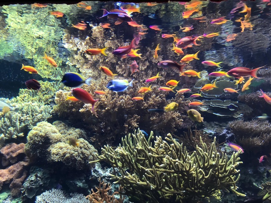 Lugares Oceanário de Lisboa 🐳