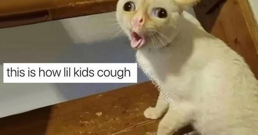 Gato tossindo