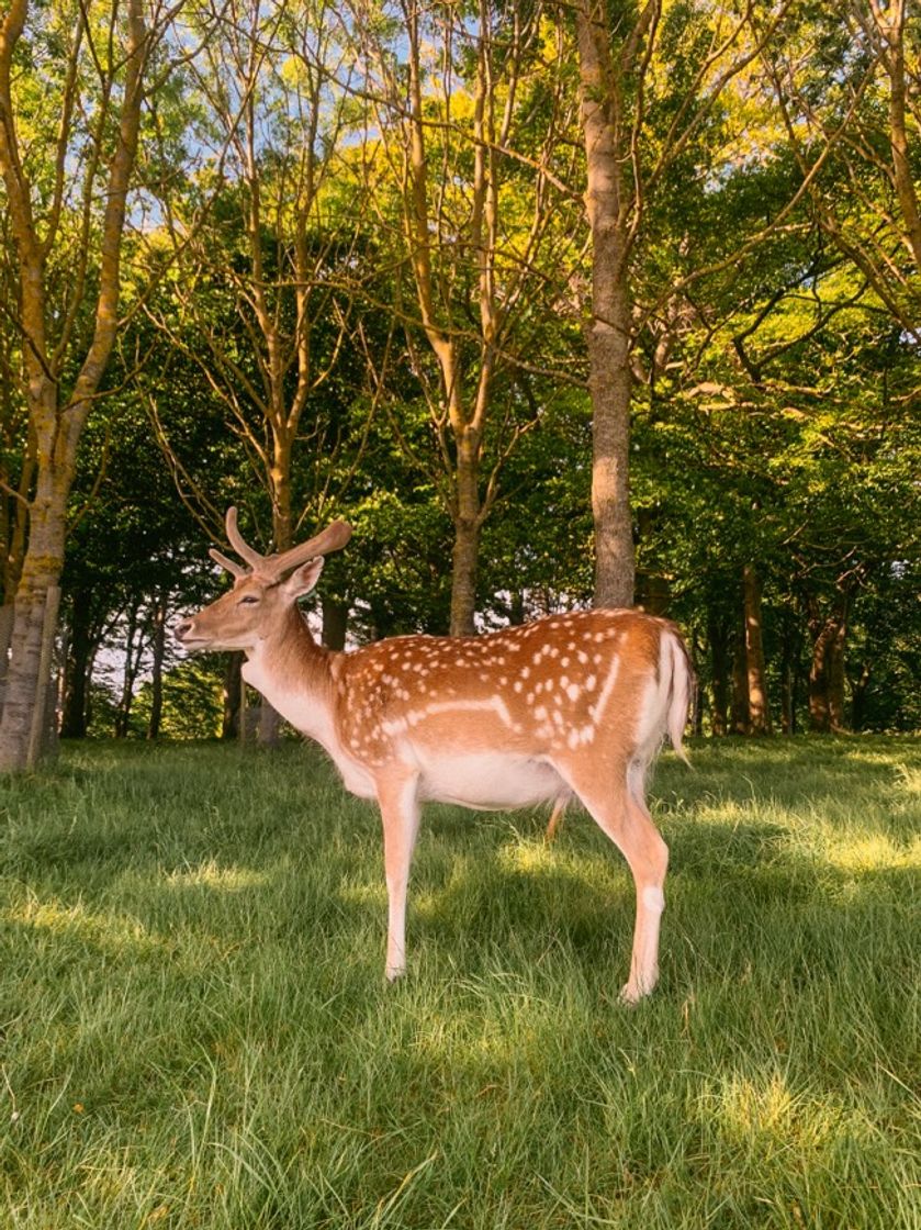 Place Phoenix Park