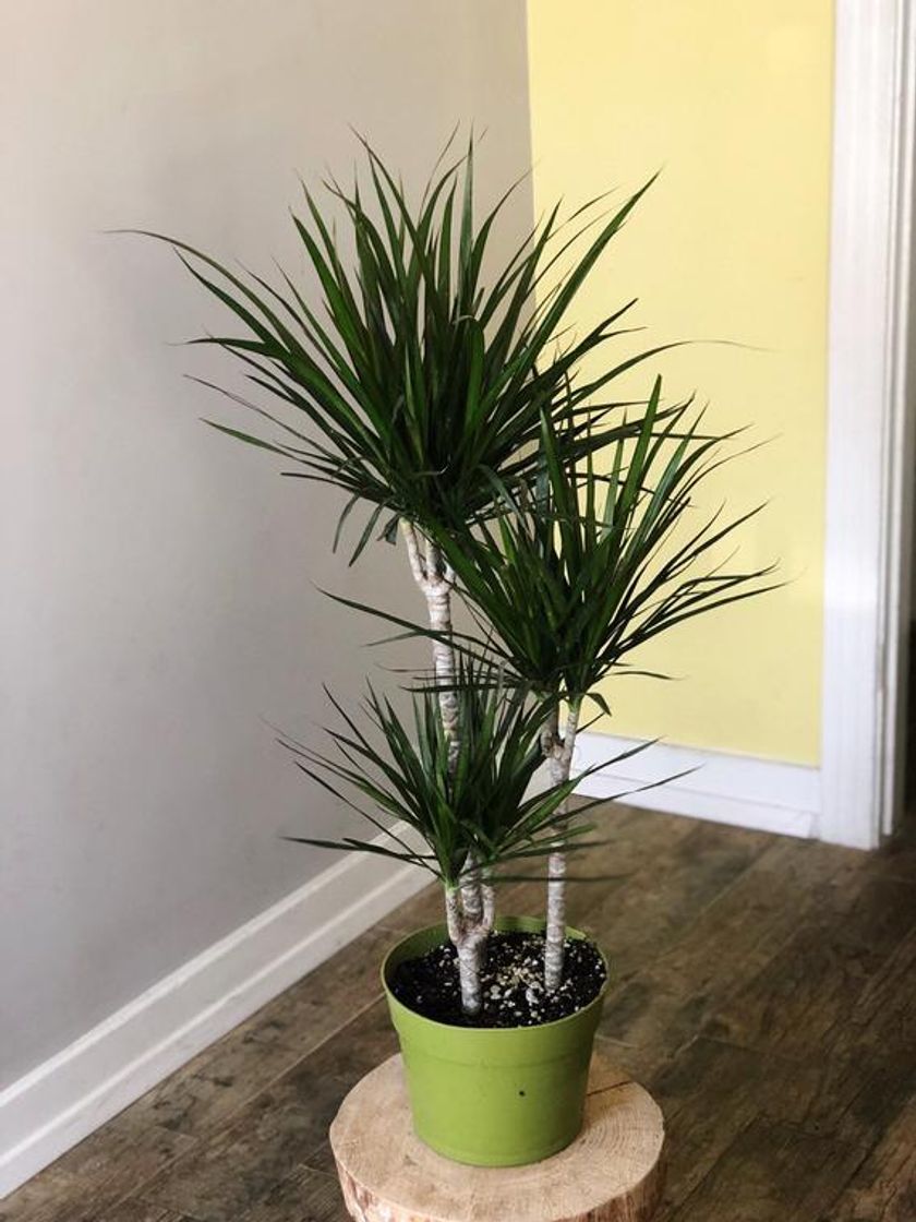 Fashion Dracaena 