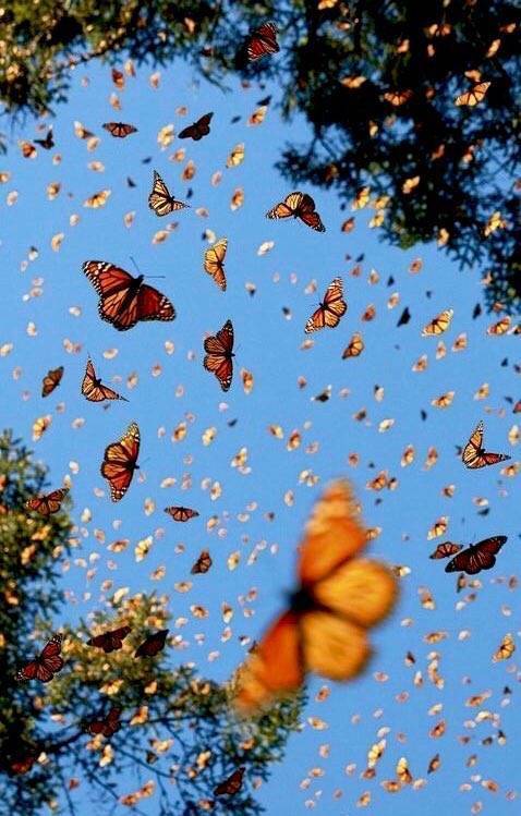 Moda Butterflies 🦋