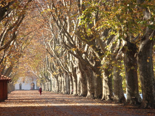 Avenida dos Platanos