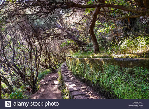 Levada do Pico do Cardo