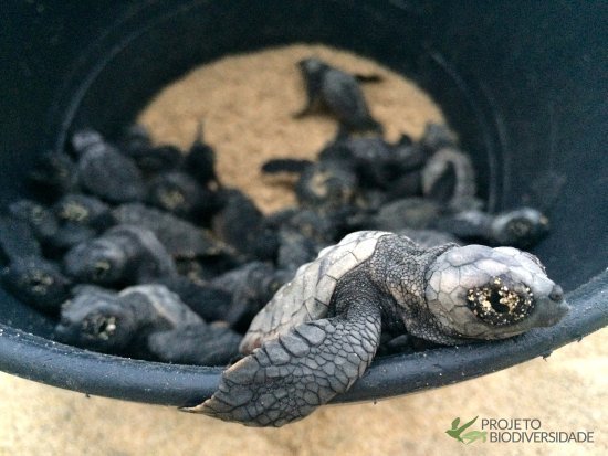 Places Project Biodiversity Turtle Conservation Hatchery