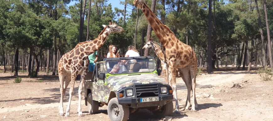 Places Badoca Safari Park