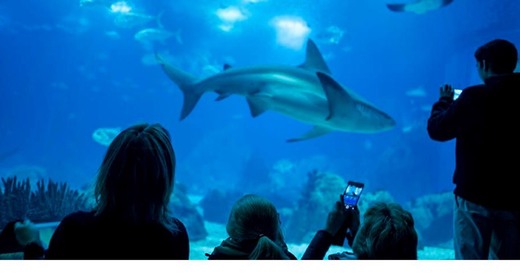 Oceanário de Lisboa