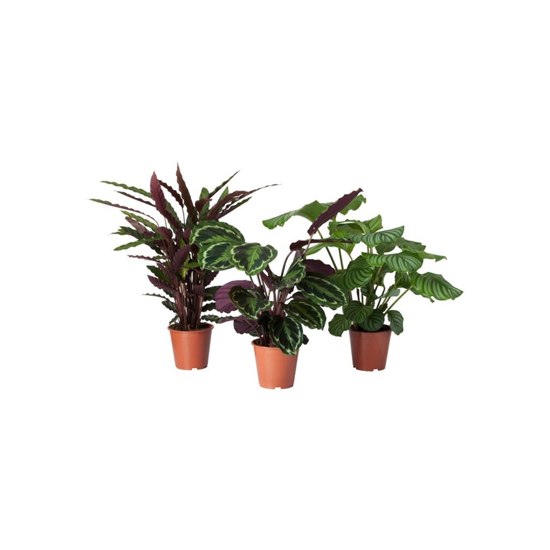 Producto CALATHEA