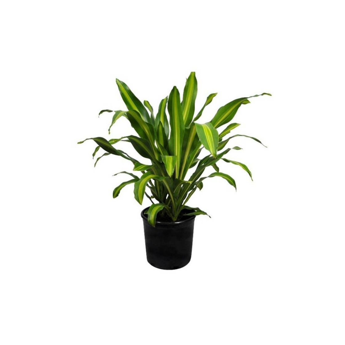 Products PLANTA HORTO DA BOAVISTA • DRACAENA FRAGRANS CINTHO