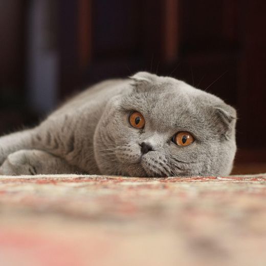 scottish fold