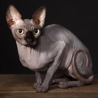 sphynx