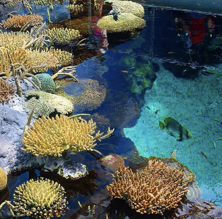 Place Oceanario de Lisboa