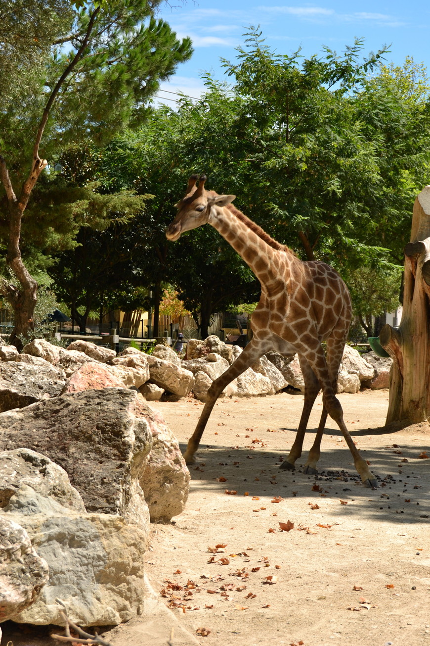 Lugar Jardim Zoológico de Lisboa