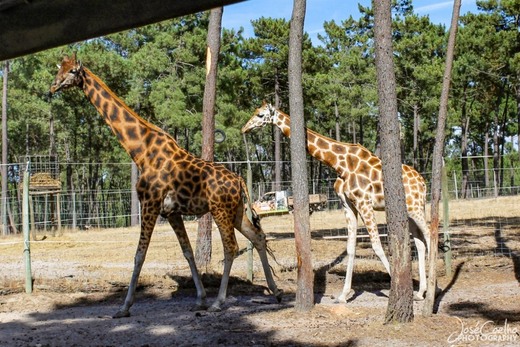 Badoca Safari Park 