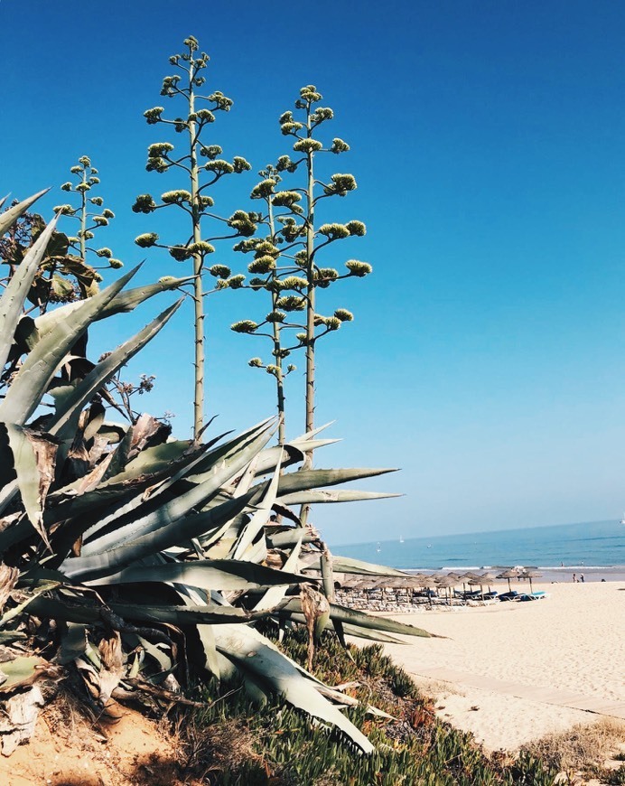 Place Praia dos Tomates