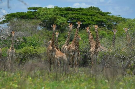 Reserva Especial de Maputo