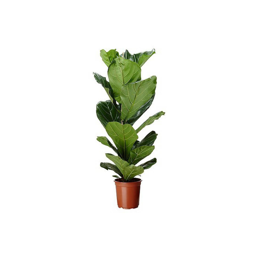 Product Ficus Lyrata