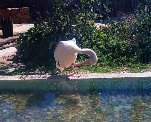 Jardim Zoológico de Lisboa