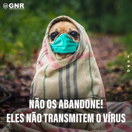 Coronavírus leva GNR a fazer apelo: "Não abandone os animais ...